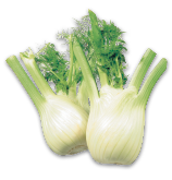 ANISE-FENNEL