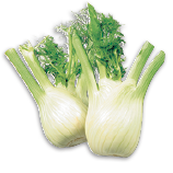 ANISE-FENNEL